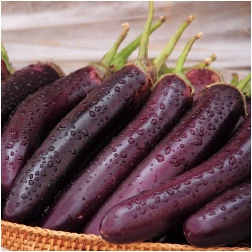 Long Purple Eggplant Growing on the Plant