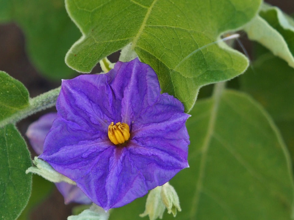 Long Purple Eggplant Growing on the Plant
