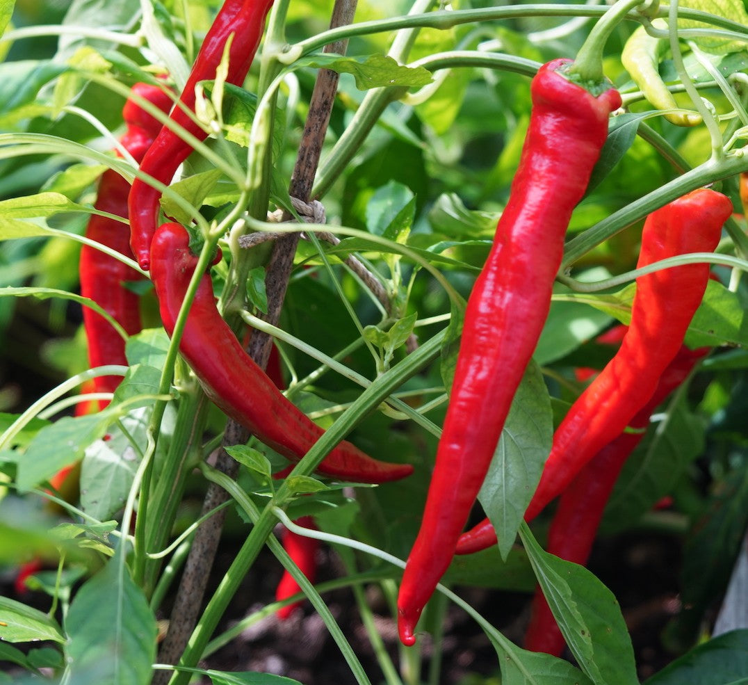 Sweet Manganji Pepper on the plant