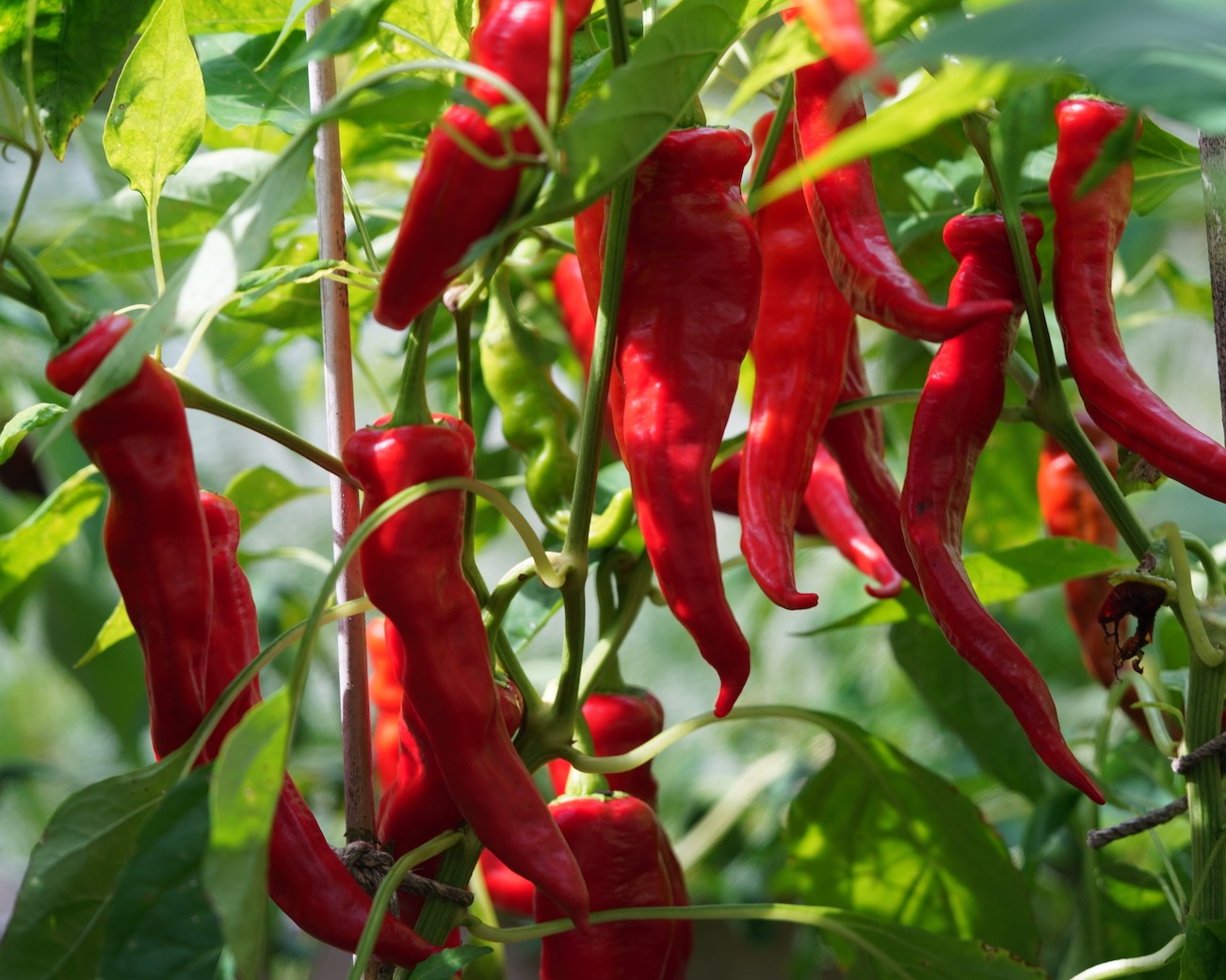 Sweet Manganji Pepper on the plant