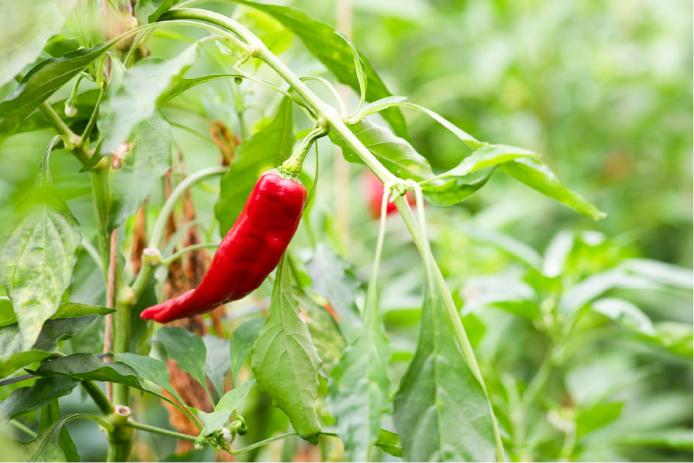Sweet Manganji Pepper on the plant