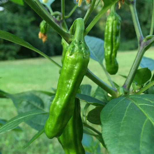 25 - Choice Heirloom Harvest of Premium Sweet Manganji Pepper Seeds