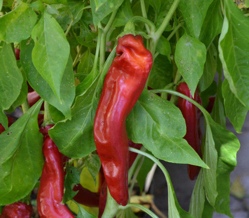 Sweet Manganji Pepper on the plant