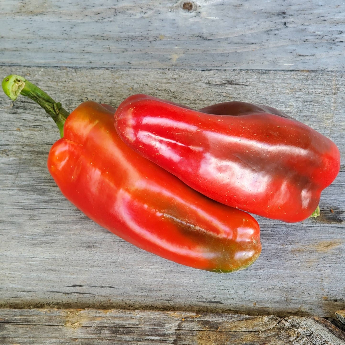 Marconi Red Pepper on the plant