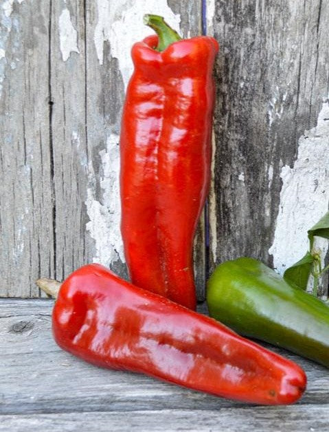 Marconi Red Pepper on the plant