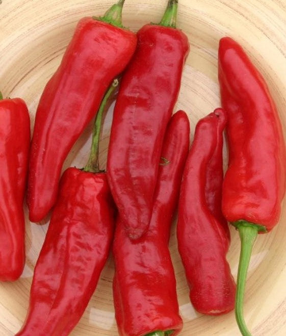 Marconi Red Pepper on the plant