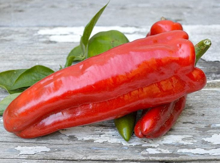 Marconi Red Pepper on the plant