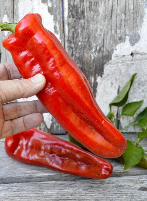Marconi Red Pepper on the plant