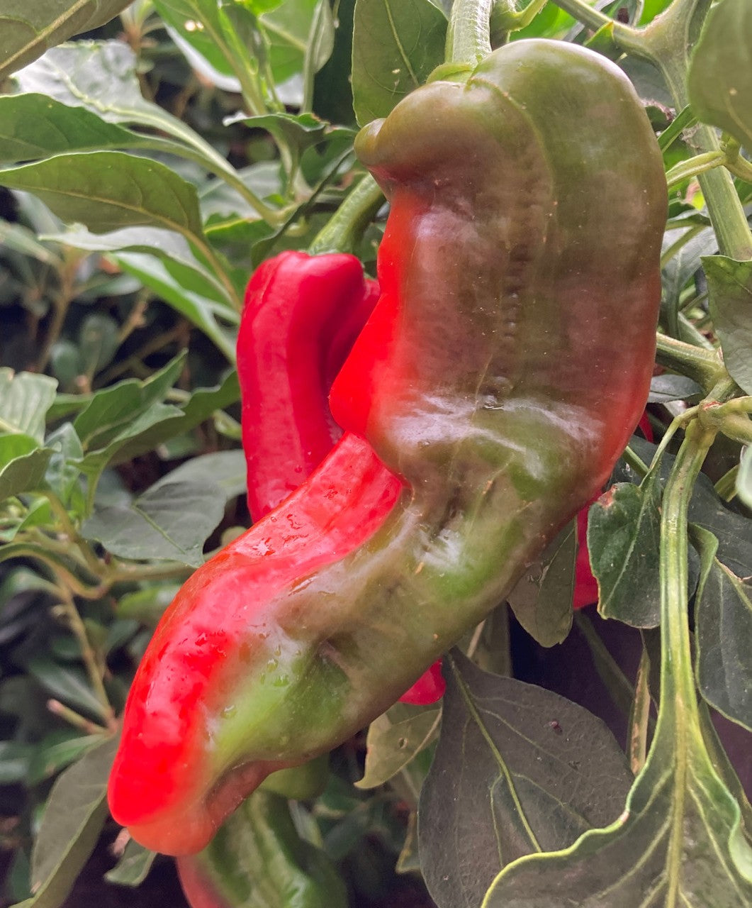Marconi Red Pepper on the plant