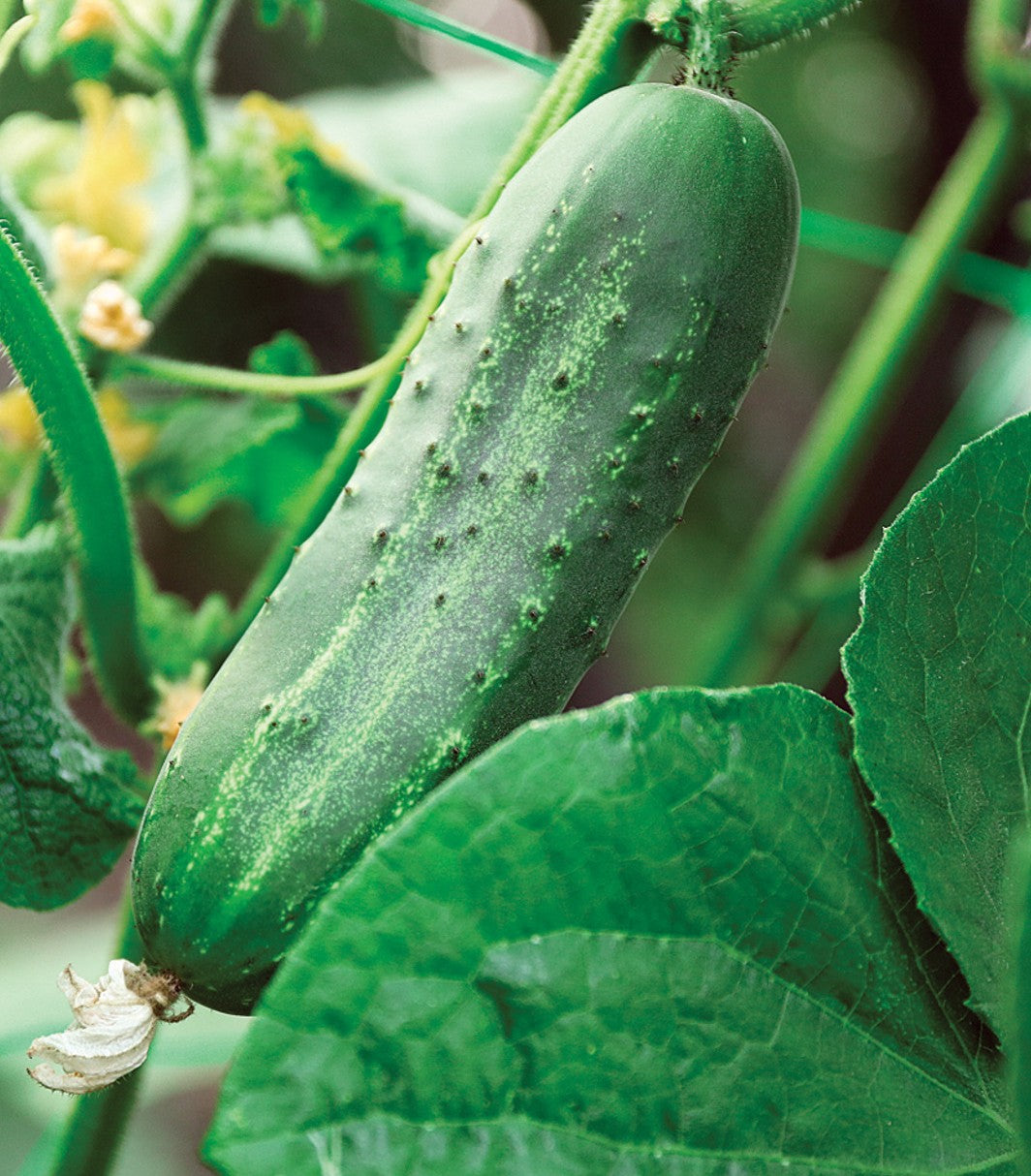 National Pickling Cucumber growing on the vine