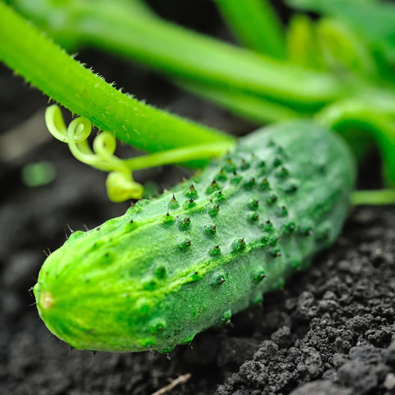 National Pickling Cucumber growing on the vine