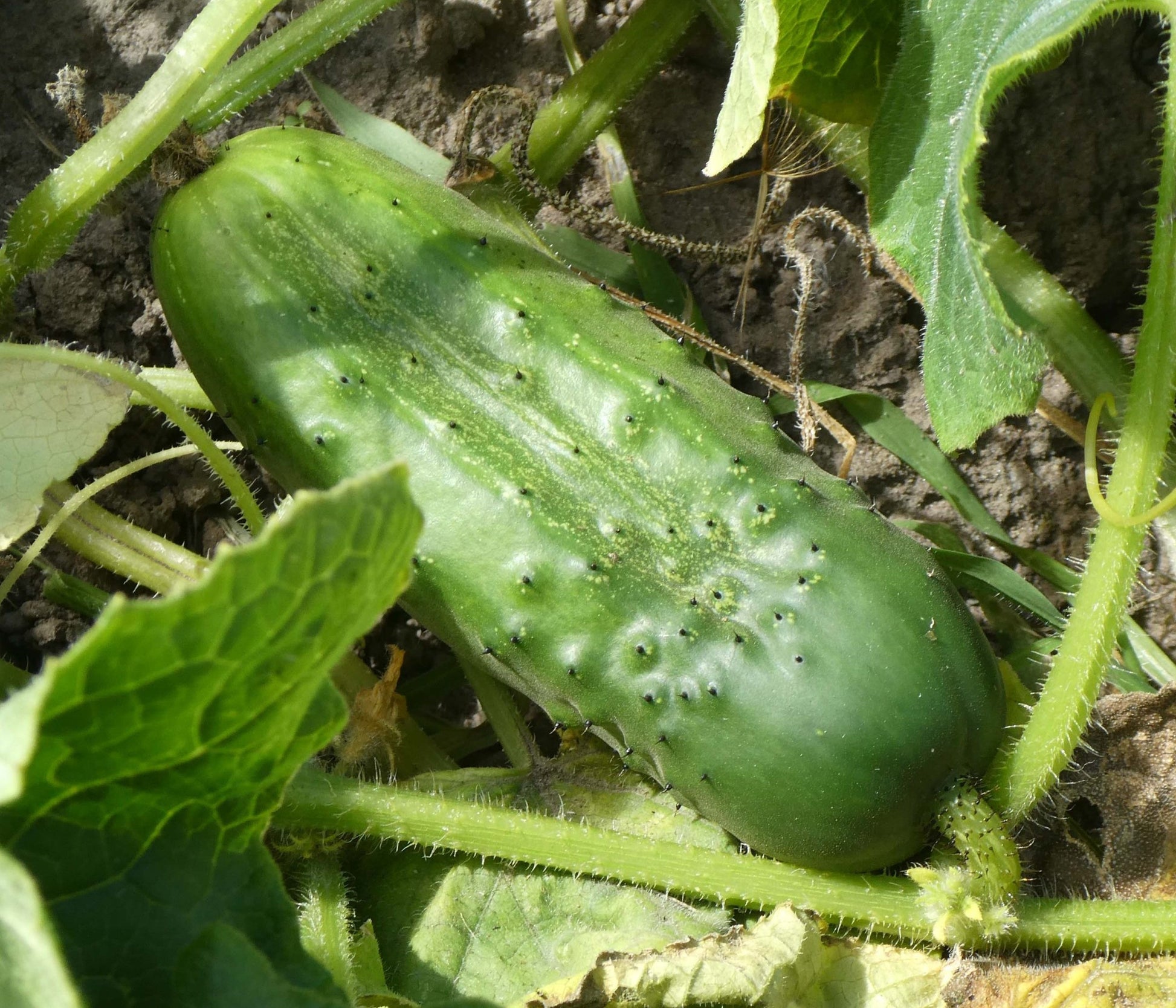 National Pickling Cucumber growing on the vine
