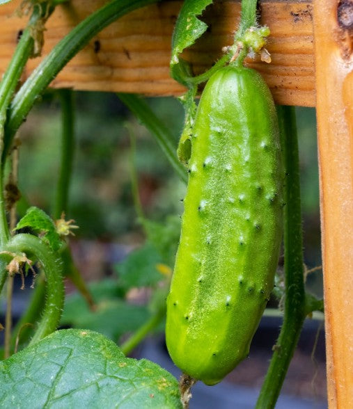National Pickling Cucumber growing on the vine