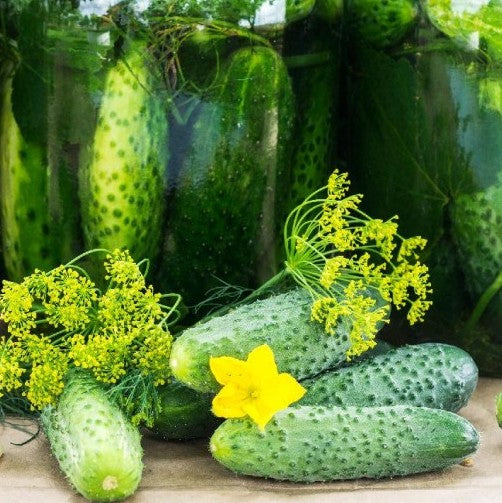 National Pickling Cucumber growing on the vine