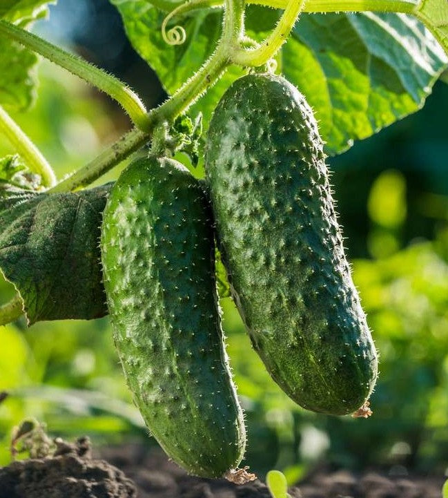 National Pickling Cucumber growing on the vine