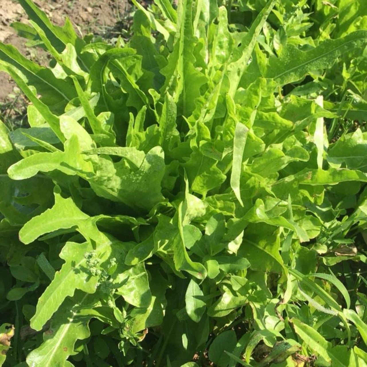 Oakleaf Lettuce on the plant 