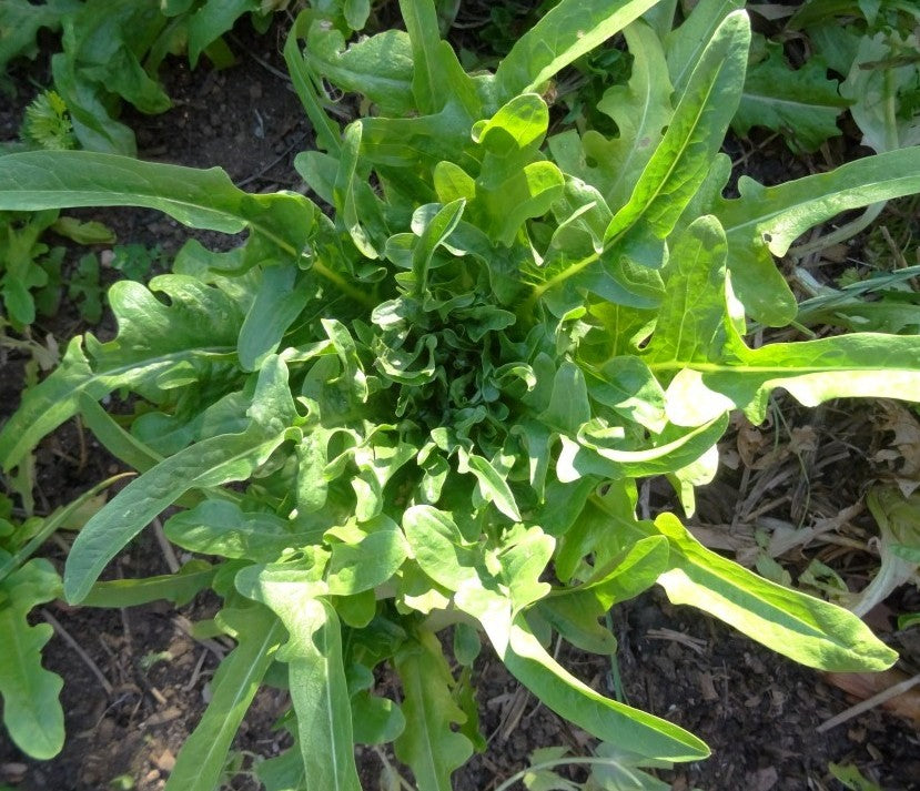 Oakleaf Lettuce on the plant 