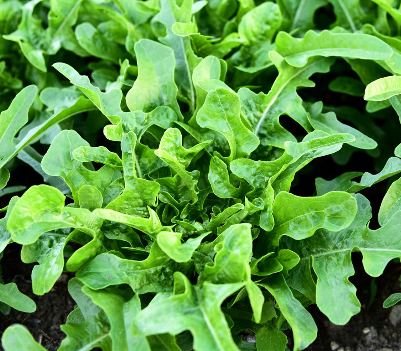 Oakleaf Lettuce on the plant 