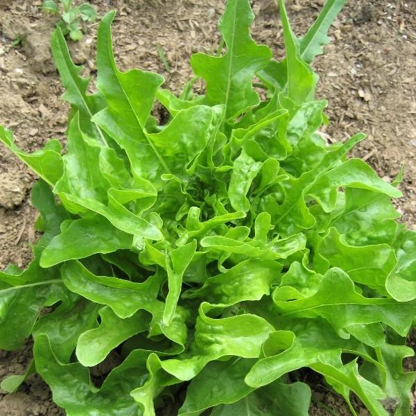Oakleaf Lettuce on the plant 