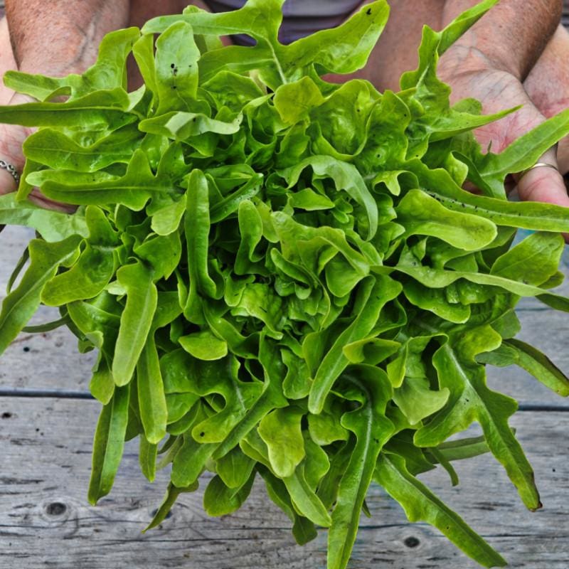 Oakleaf Lettuce on the plant 