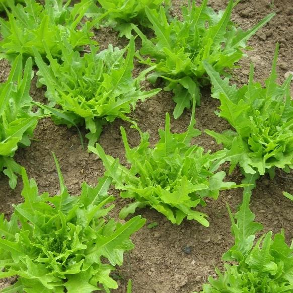 Oakleaf Lettuce on the plant 