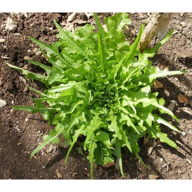 Oakleaf Lettuce on the plant 