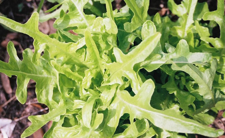 Oakleaf Lettuce on the plant 