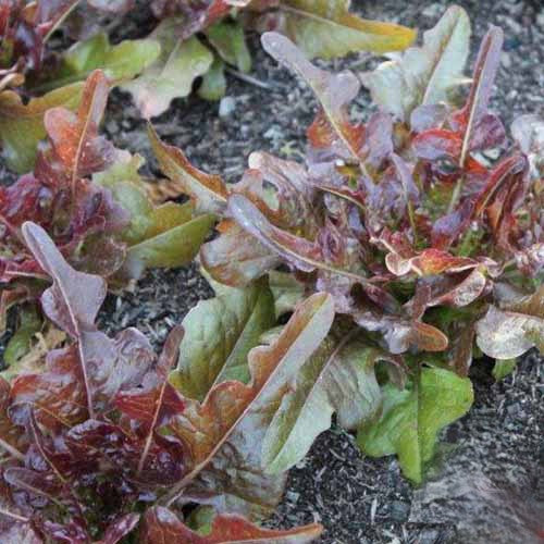 Red Oak Leaf Lettuce on the plant