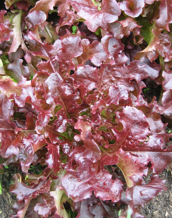 Red Oak Leaf Lettuce on the plant