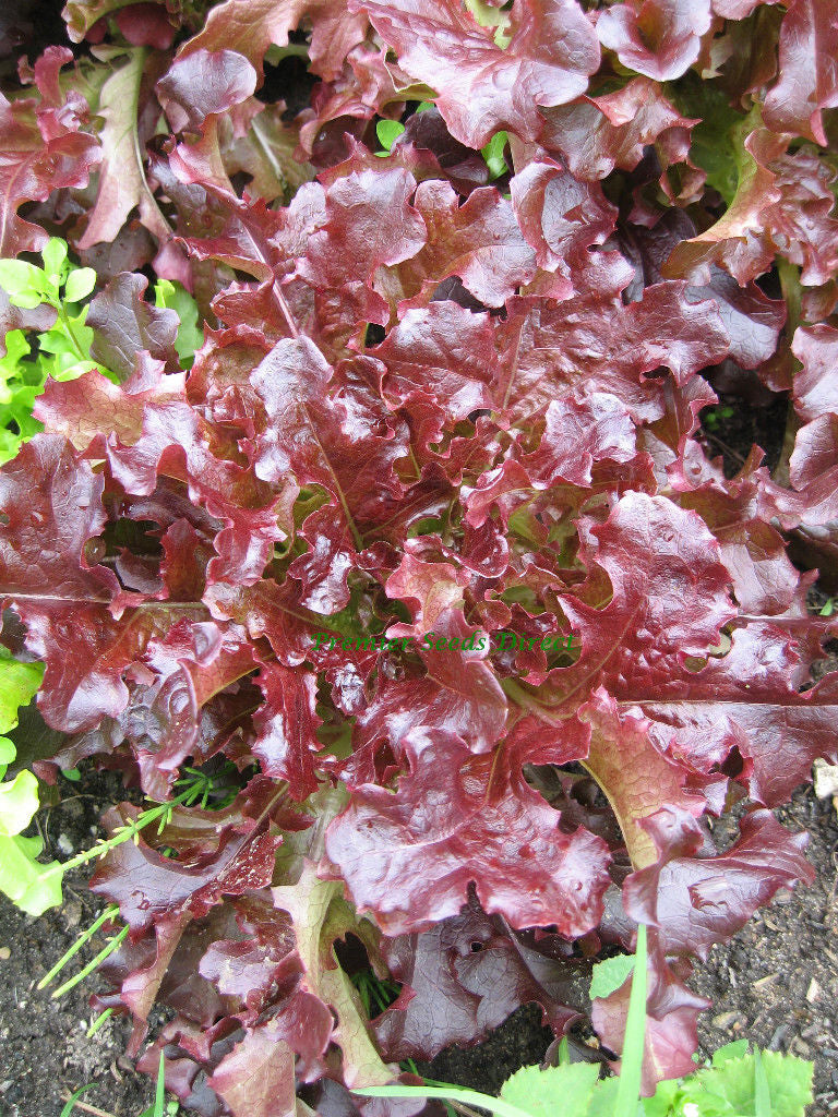 Red Oak Leaf Lettuce on the plant