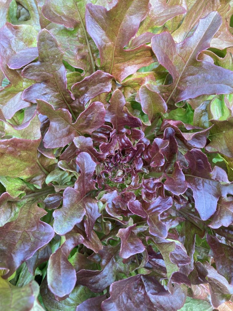 Red Oak Leaf Lettuce on the plant