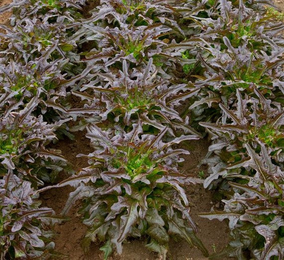 Red Oak Leaf Lettuce on the plant