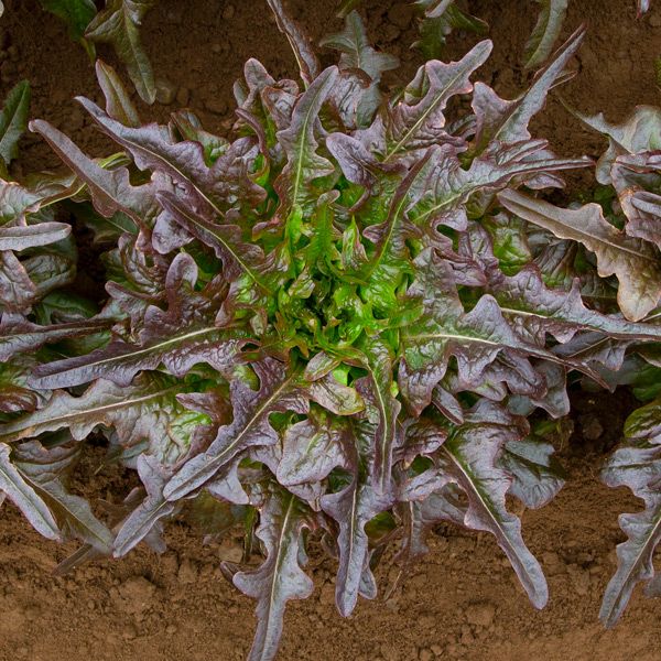 Red Oak Leaf Lettuce on the plant