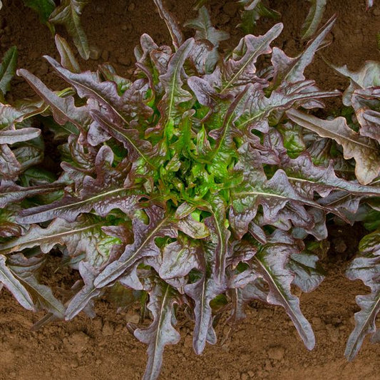 Red Oak Leaf Lettuce Seeds – 1g (~900 Seeds)