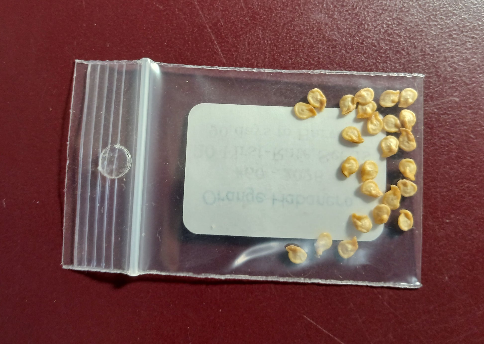 Orange Habanero Pepper Heirloom seeds
