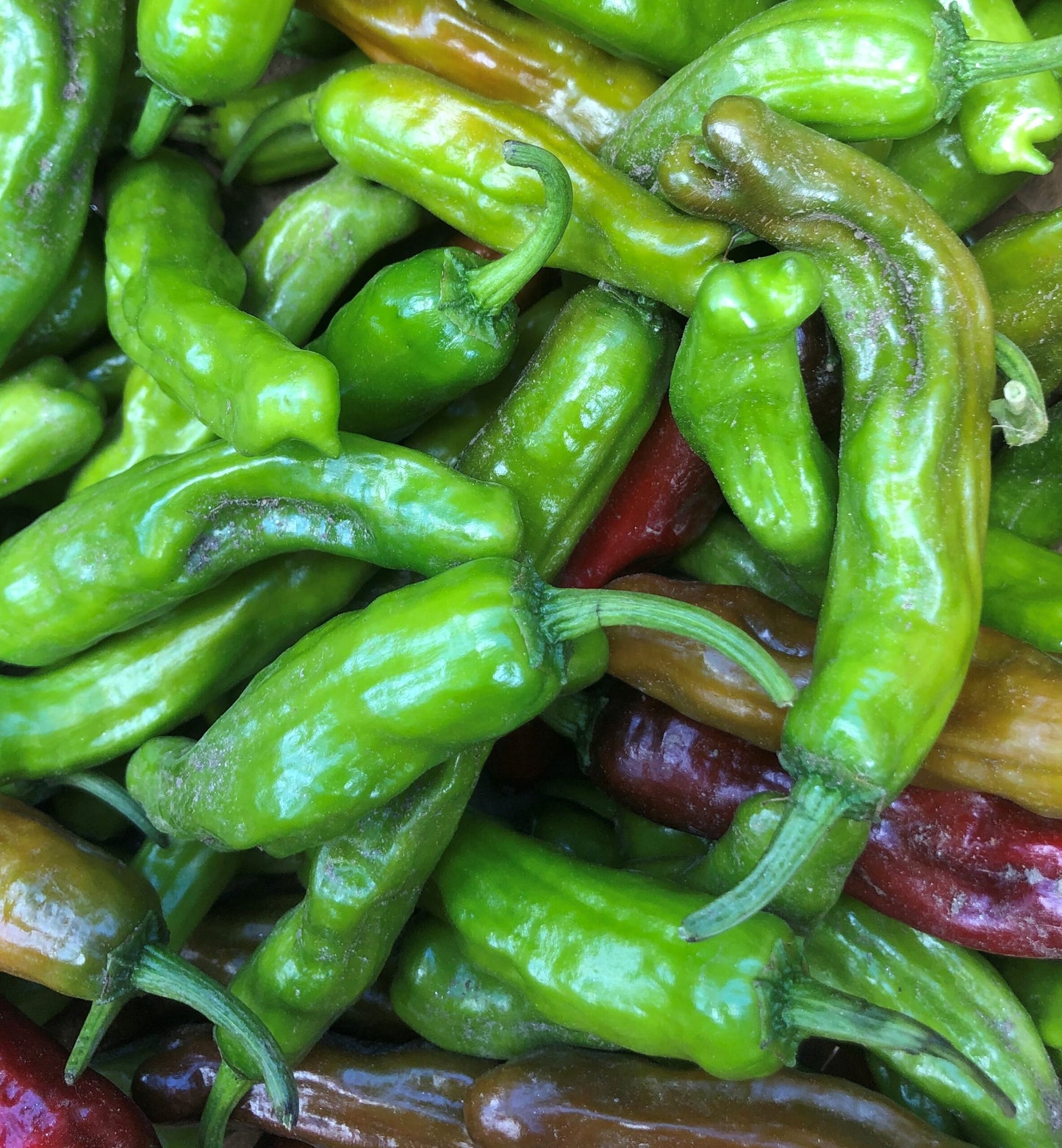 Shishito Pepper on the plant
