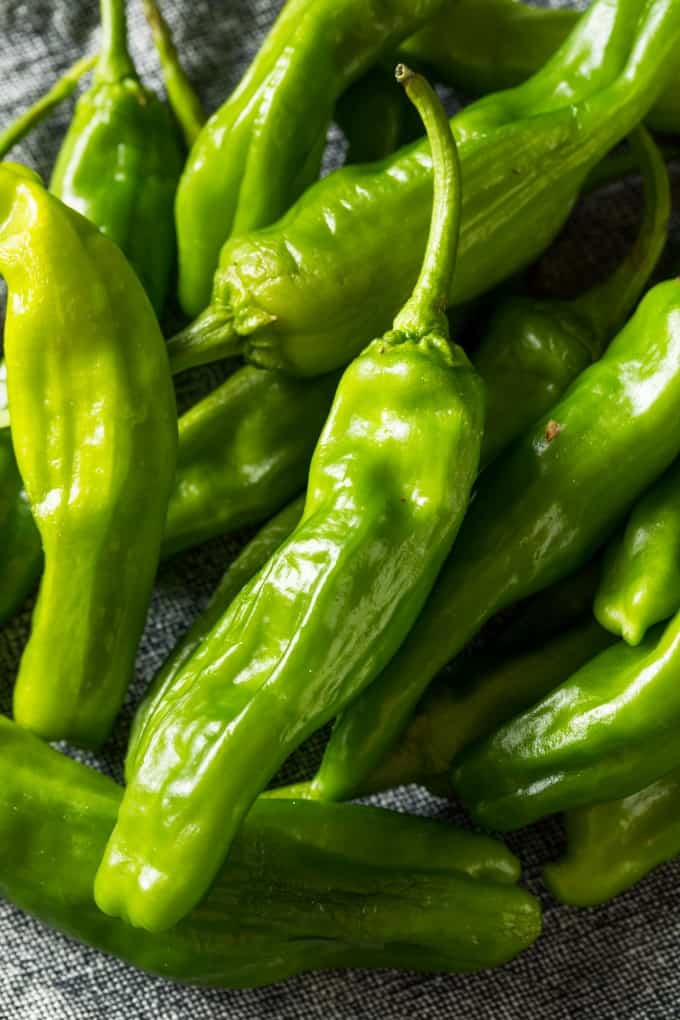 Shishito Pepper on the plant