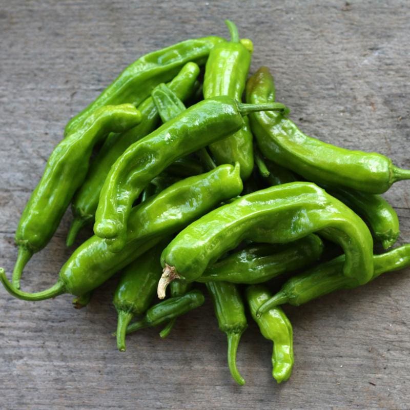 Shishito Pepper on the plant