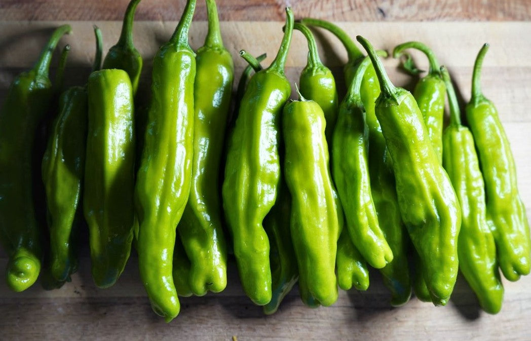 Shishito Pepper on the plant