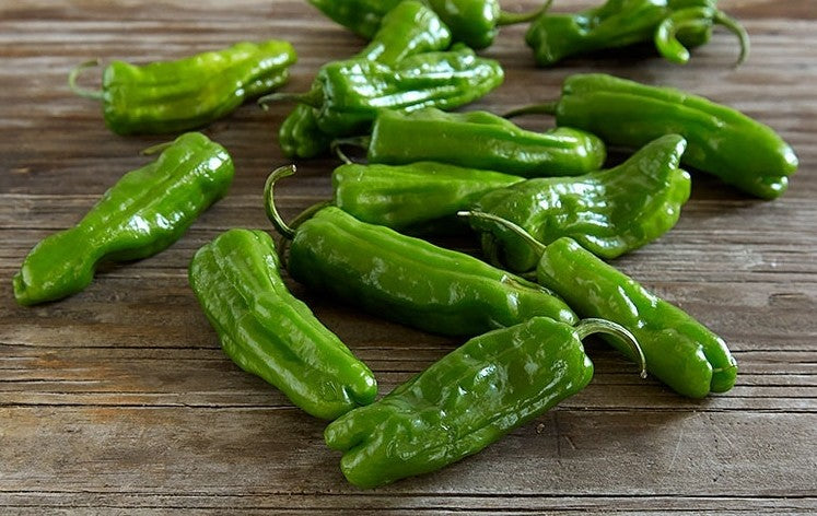 Shishito Pepper on the plant