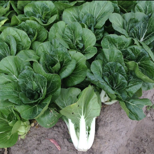 Pak Choi Chinese Cabbage Growing on the plant