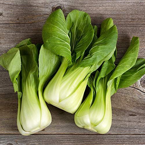 Pak Choi Chinese Cabbage Growing on the plant
