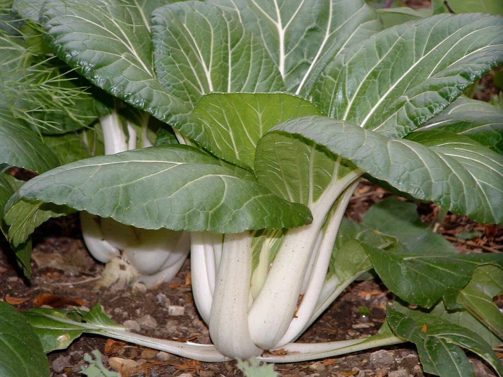 Pak Choi Chinese Cabbage Growing on the plant