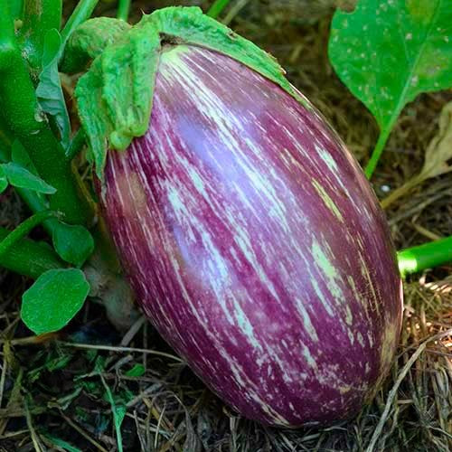 Pandora Striped Rose Eggplant Growing on the Plant