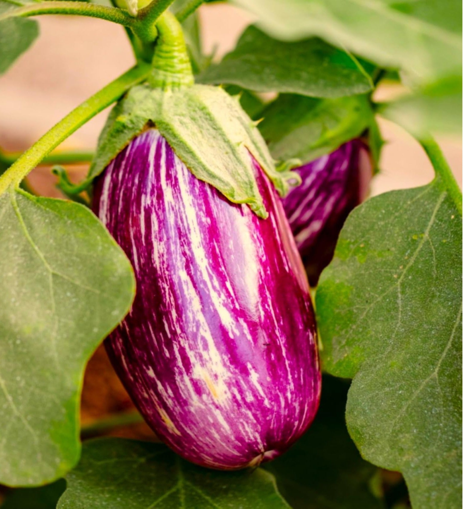 Pandora Striped Rose Eggplant Growing on the Plant