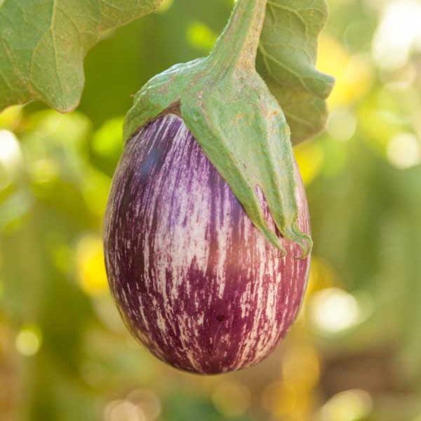 Pandora Striped Rose Eggplant Growing on the Plant