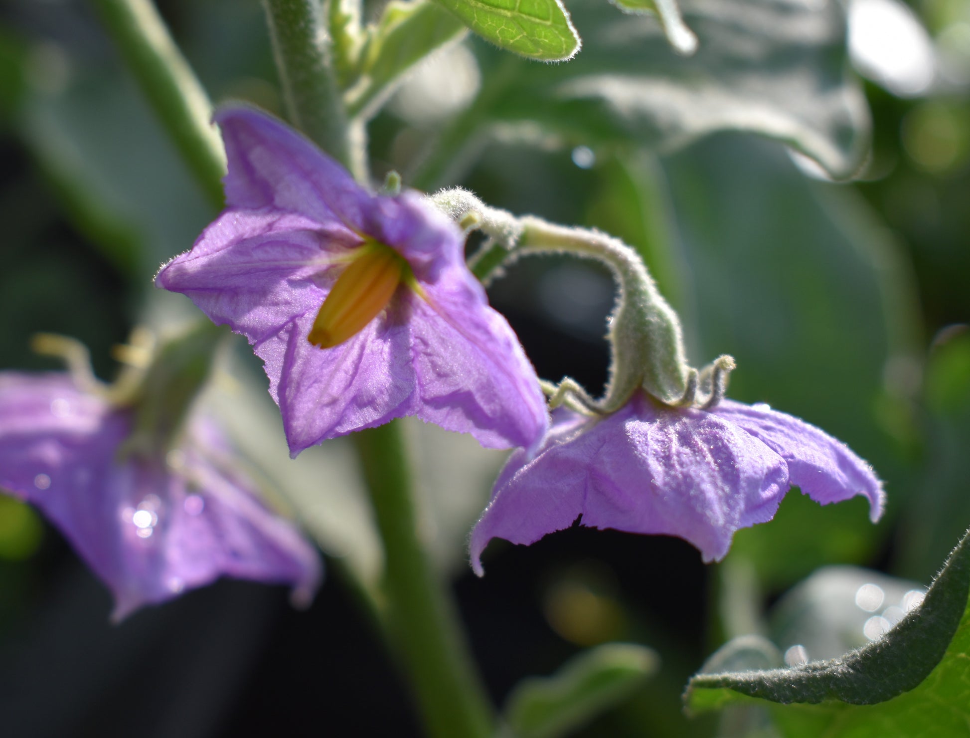 Pandora Striped Rose Eggplant Growing on the Plant
