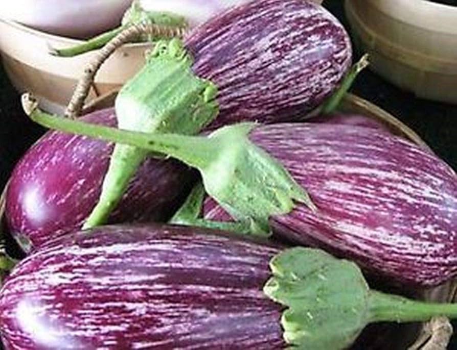 Pandora Striped Rose Eggplant Growing on the Plant