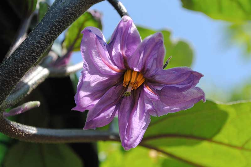 Pandora Striped Rose Eggplant Growing on the Plant