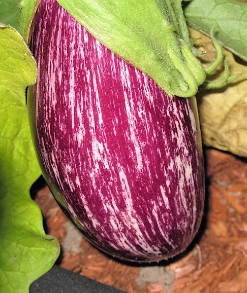 Pandora Striped Rose Eggplant Growing on the Plant